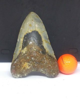 5.  70 " Megalodon Shark Tooth Fossil 100 Authentic - Huge