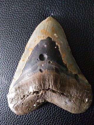 6.  24 " Megalodon Shark Tooth Fossil 100 Authenticz