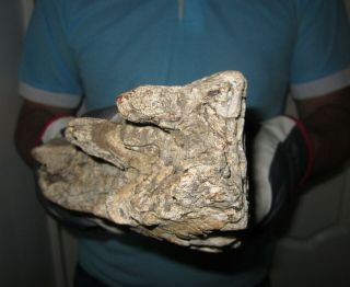BIG Tooth of a Woolly Mammoth Museum Quality FOSSIL Pleistocene 6