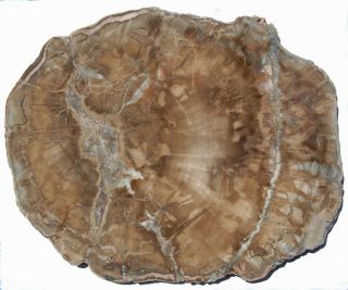 Very Large,  Polished Arizona Petrified Wood Round - Woodworthia
