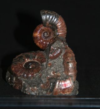 Ammonite Hipacanthoplites Ptychoceras Fossil 2