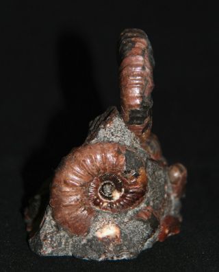 Ammonite Hipacanthoplites Ptychoceras Fossil 3
