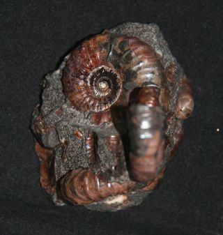 Ammonite Hipacanthoplites Ptychoceras Fossil 5