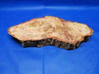 Large Polished Carved Trinket Petrified Wood Slab 16 " 12 Lbs.