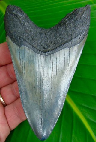 Megalodon Shark Tooth 4 & 7/16 in.  REAL FOSSIL Sharks Teeth - NO RESTORATIONS 2
