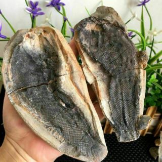 160mm Both Sides Of The Fish Well - Preserved Million Year Old Fish Fossils 608g