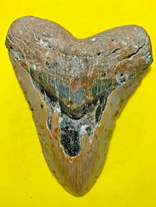 Megalodon Shark Tooth 5.  593 Inch Apex Artifacts No Restorations