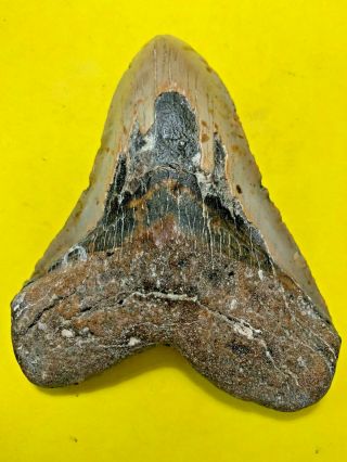 Megalodon Shark Tooth 5.  593 inch APEX ARTIFACTS NO RESTORATIONS 2