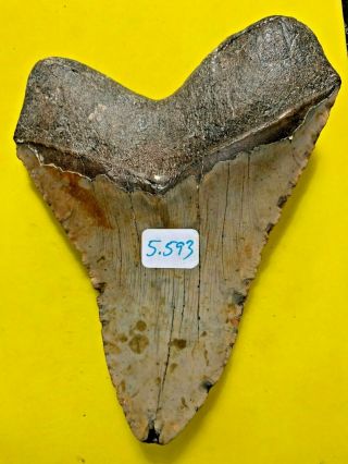 Megalodon Shark Tooth 5.  593 inch APEX ARTIFACTS NO RESTORATIONS 3