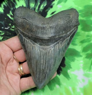 Megalodon Sharks Tooth 4 15/16  Inch No Restorations Fossil Sharks Tooth Teeth
