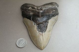 Megalodon Fossil Giant Shark Teeth Natural Large 4.  94 " Huge Tooth