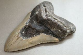 MEGALODON Fossil Giant Shark Teeth Natural Large 4.  94 