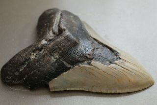 MEGALODON Fossil Giant Shark Teeth Natural Large 4.  94 