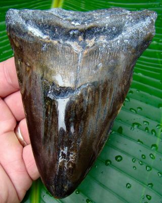 Megalodon Shark Tooth - 4 & 7/8 In.  Real Fossil Sharks Teeth - Jaw