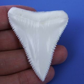 2.  145 inch Modern Great White Shark Tooth Megalodon Sharks Movie Fan BT70 2