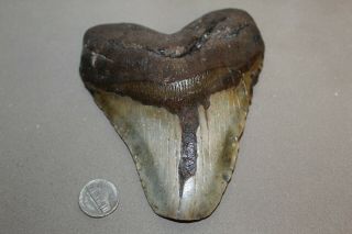 Megalodon Fossil Giant Shark Teeth Natural Large 5.  52 " Huge Tooth