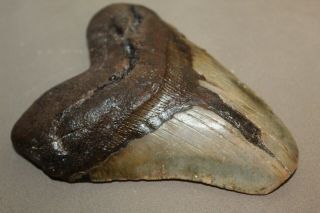 MEGALODON Fossil Giant Shark Teeth Natural Large 5.  52 