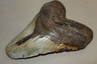 MEGALODON Fossil Giant Shark Teeth Natural Large 5.  52 