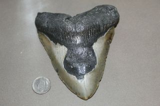 Megalodon Fossil Giant Shark Teeth Natural Large 5.  23 " Huge Tooth