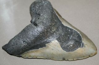 MEGALODON Fossil Giant Shark Teeth Natural Large 5.  23 