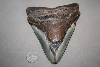 Megalodon Fossil Giant Shark Teeth Natural Large 5.  53 " Huge Tooth