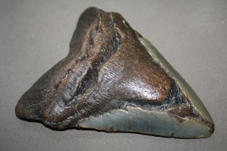 MEGALODON Fossil Giant Shark Teeth Natural Large 5.  53 
