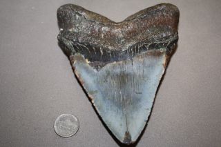 MEGALODON Fossil Giant Shark Teeth Natural Large 5.  53 
