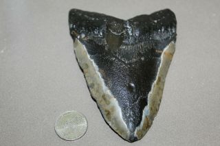 Megalodon Fossil Giant Shark Teeth Natural Large 4.  59 " Huge Tooth