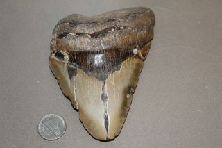 Megalodon Fossil Giant Shark Teeth Natural Large 4.  86 " Huge Tooth