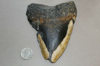 Megalodon Fossil Giant Shark Teeth Natural Large 5.  37 " Huge Tooth