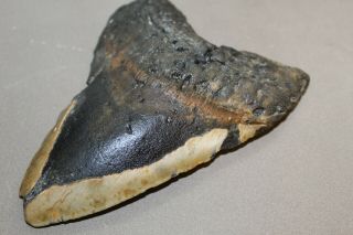 MEGALODON Fossil Giant Shark Teeth Natural Large 5.  37 