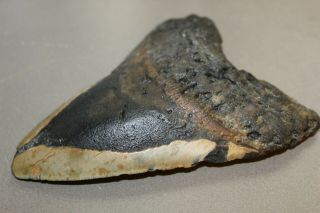MEGALODON Fossil Giant Shark Teeth Natural Large 5.  37 