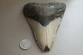Megalodon Fossil Giant Shark Teeth Natural Large 4.  73 " Huge Tooth