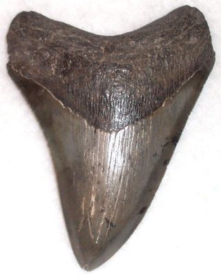 Quality Serrated 4 9/16 " Fossil Megalodon Shark Tooth
