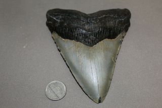 Megalodon Fossil Giant Shark Teeth Ocean No Repair 5.  03 " Huge Tooth