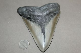 Megalodon Fossil Giant Shark Teeth Natural Large 5.  00 " Huge Tooth