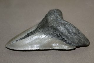 MEGALODON Fossil Giant Shark Teeth Natural Large 5.  00 