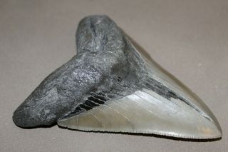 MEGALODON Fossil Giant Shark Teeth Natural Large 5.  00 