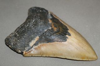 MEGALODON Fossil Giant Shark Teeth Natural Large 5.  03 
