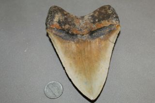 MEGALODON Fossil Giant Shark Teeth Natural Large 5.  03 