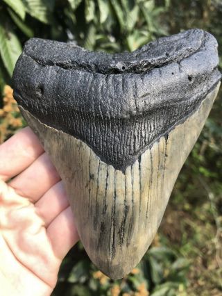 Huge Quality Wide 5.  56” Megalodon Tooth Fossil Shark Teeth