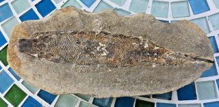 Prehistoric Fish Vertebrate Fossil W/ Scales