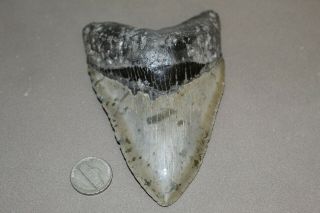Megalodon Fossil Giant Shark Teeth Ocean No Repair 5.  01 " Huge Tooth