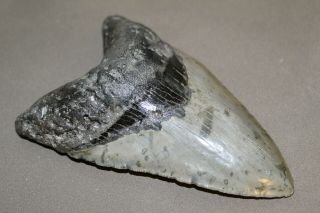 MEGALODON Fossil Giant Shark Teeth Ocean No Repair 5.  01 