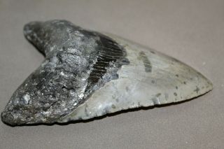MEGALODON Fossil Giant Shark Teeth Ocean No Repair 5.  01 