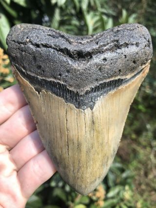Huge Serrated 4.  74” Megalodon Tooth Fossil Shark Teeth