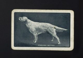 Vintage Australian Swap/playing Card Handsome English Setter Dog