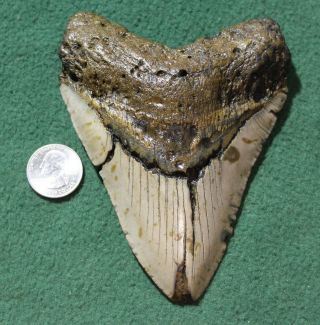 Megalodon Shark Tooth 5.  32 " Extinct Fossil Authentic Not Restored (esb39 - 21)