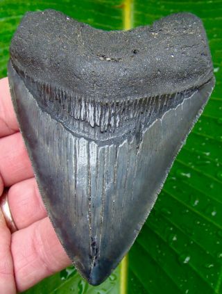 Megalodon Shark Tooth 3 & 13/16 In.  Real Fossil - Jaw - No Restorations