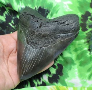 Megalodon Sharks Tooth 5 1/16  inch fossil sharks teeth tooth 3
